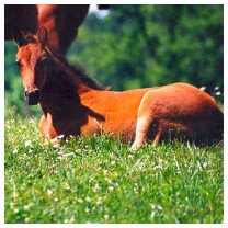 Foal at Gratiot