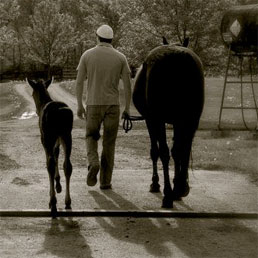 Mare and Foal at Autumn Lane Farm