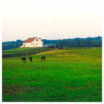 Pasture